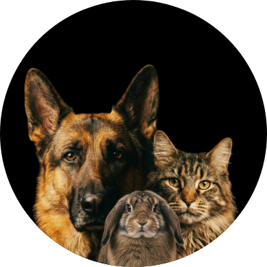 Pets