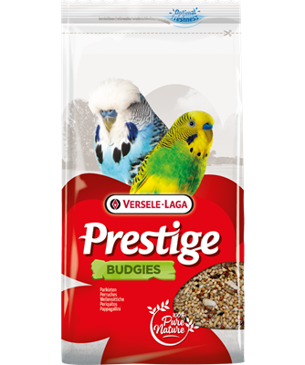 Budgies 880gm