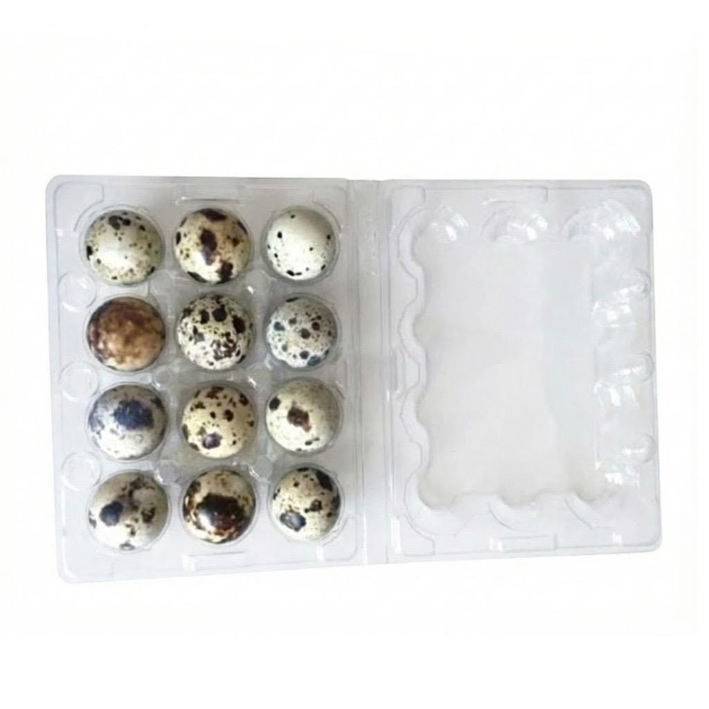 علبة بيض السمان