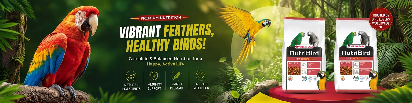 birds
