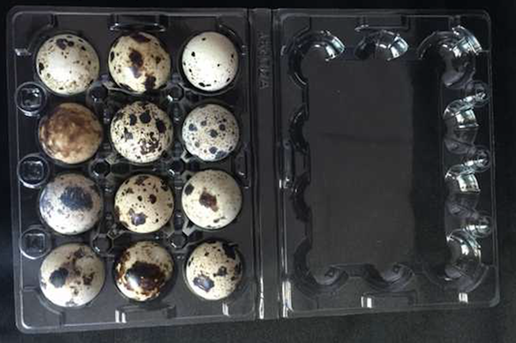 12 Eggs Transpareny Quail Box 